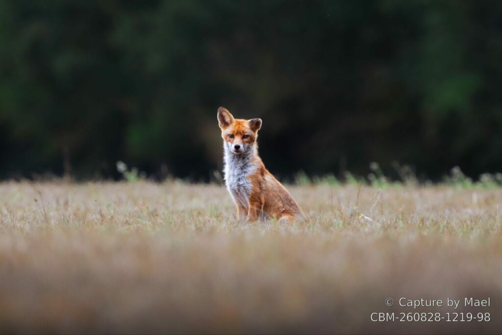 Photographie 109 de Mael