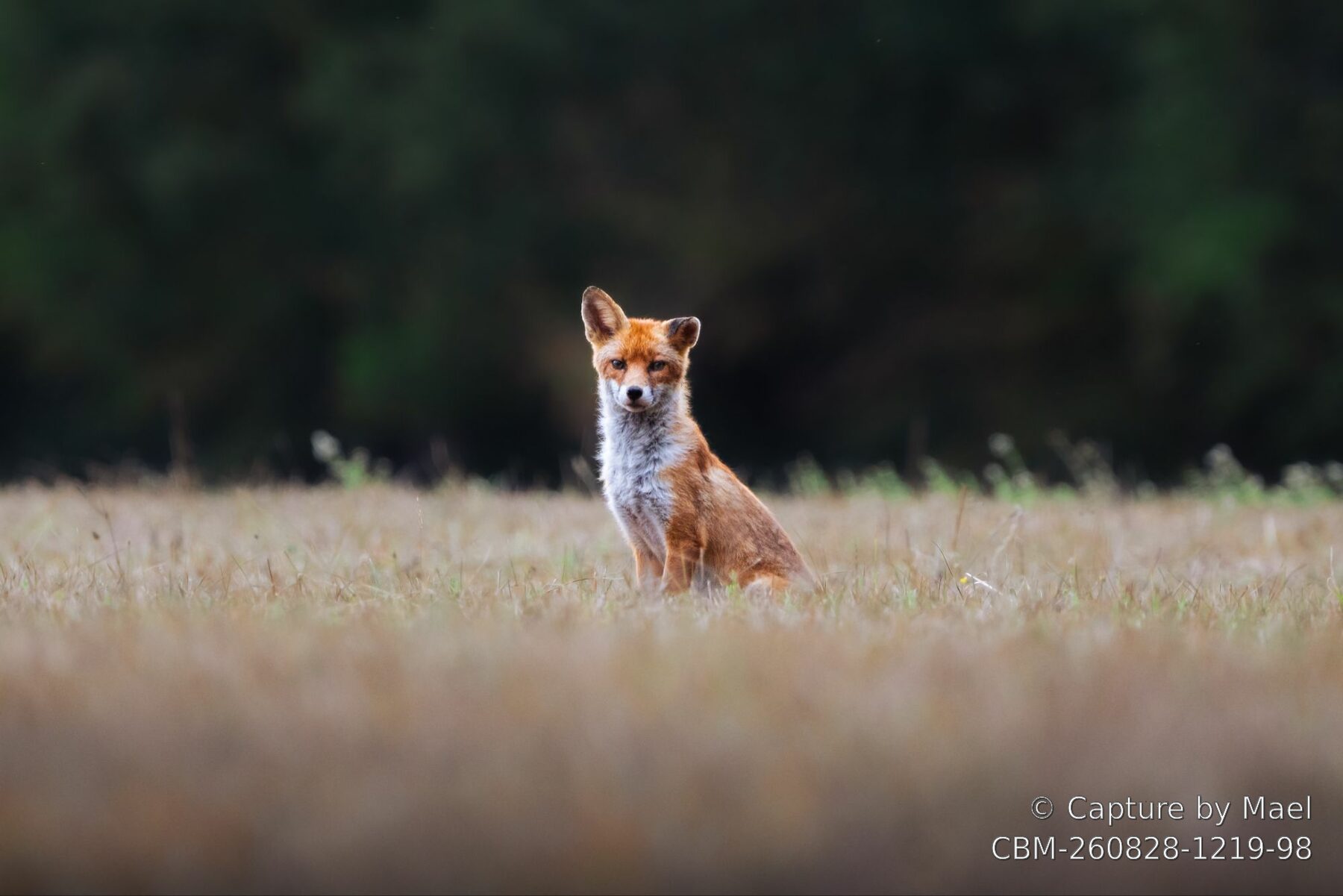 Photographie 109 de Mael