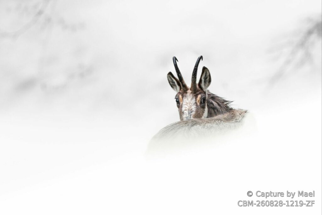 Photographie 83 de Mael