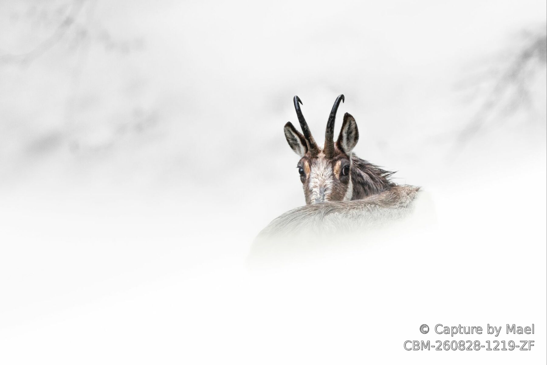 Photographie 83 de Mael