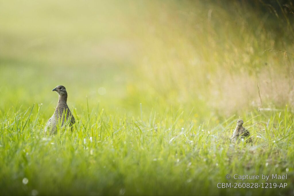 Photographie 78 de Mael