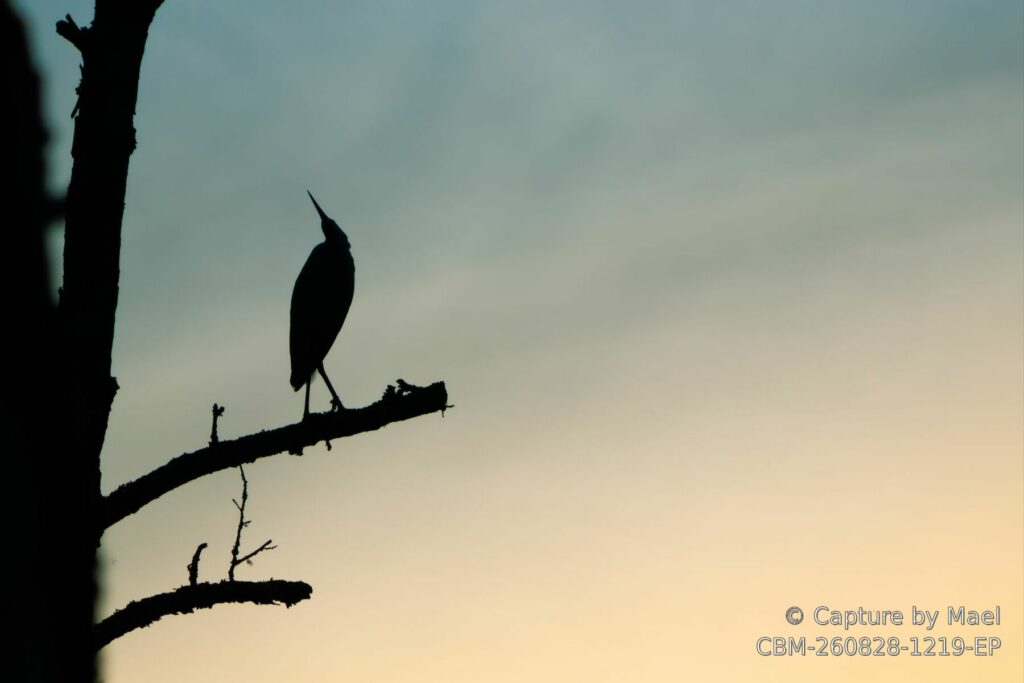 Échassier en silhouette sur une branche morte, bec dressé, devant un ciel dégradé