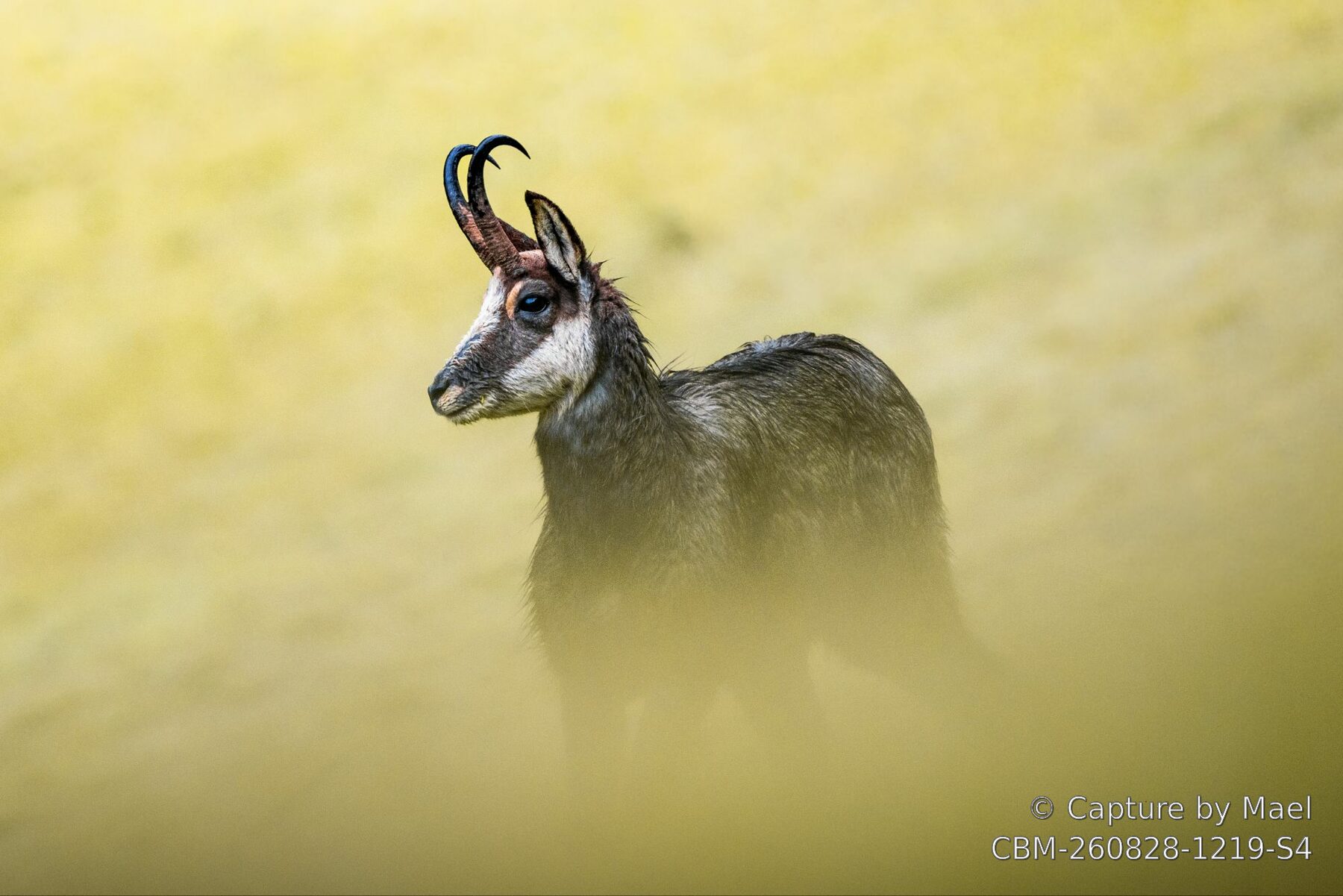 Photographie 84 de Mael