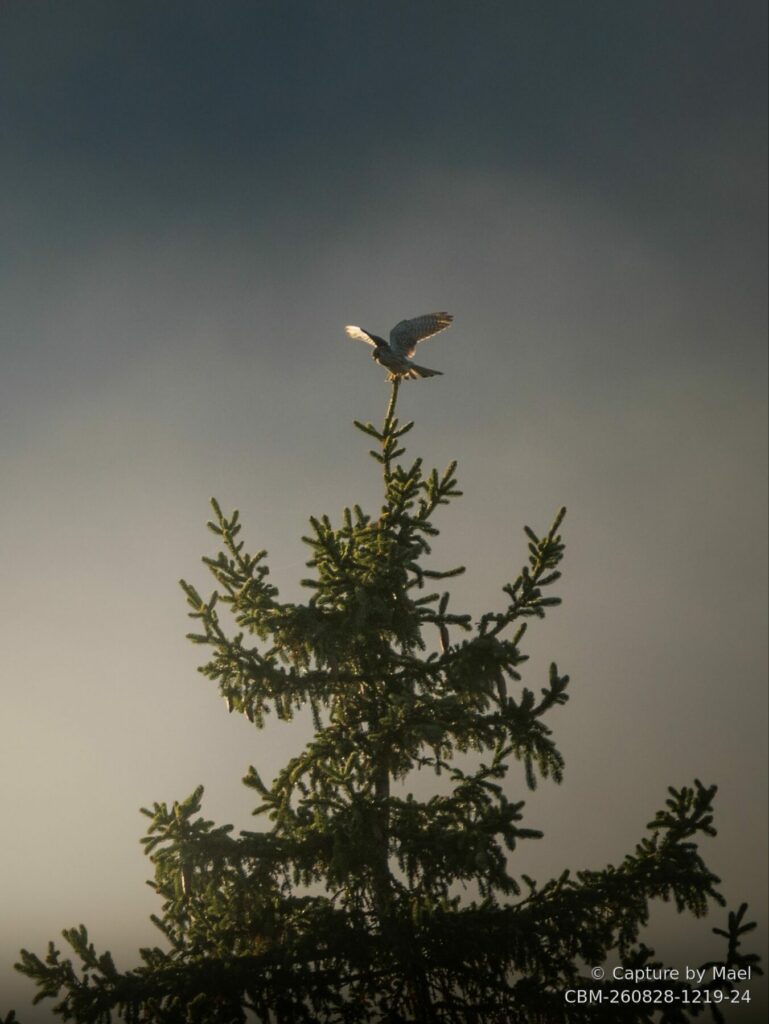 Photographie 96 de Mael