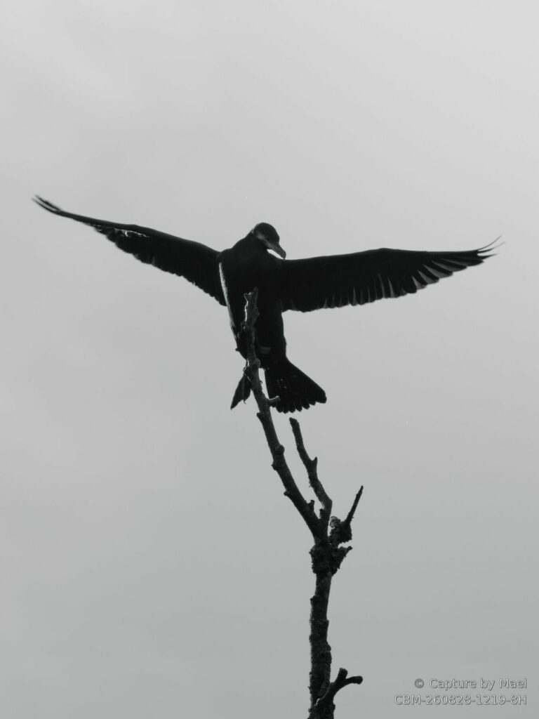 Photographie 94 de Mael