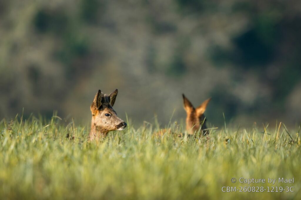 Photographie 91 de Mael
