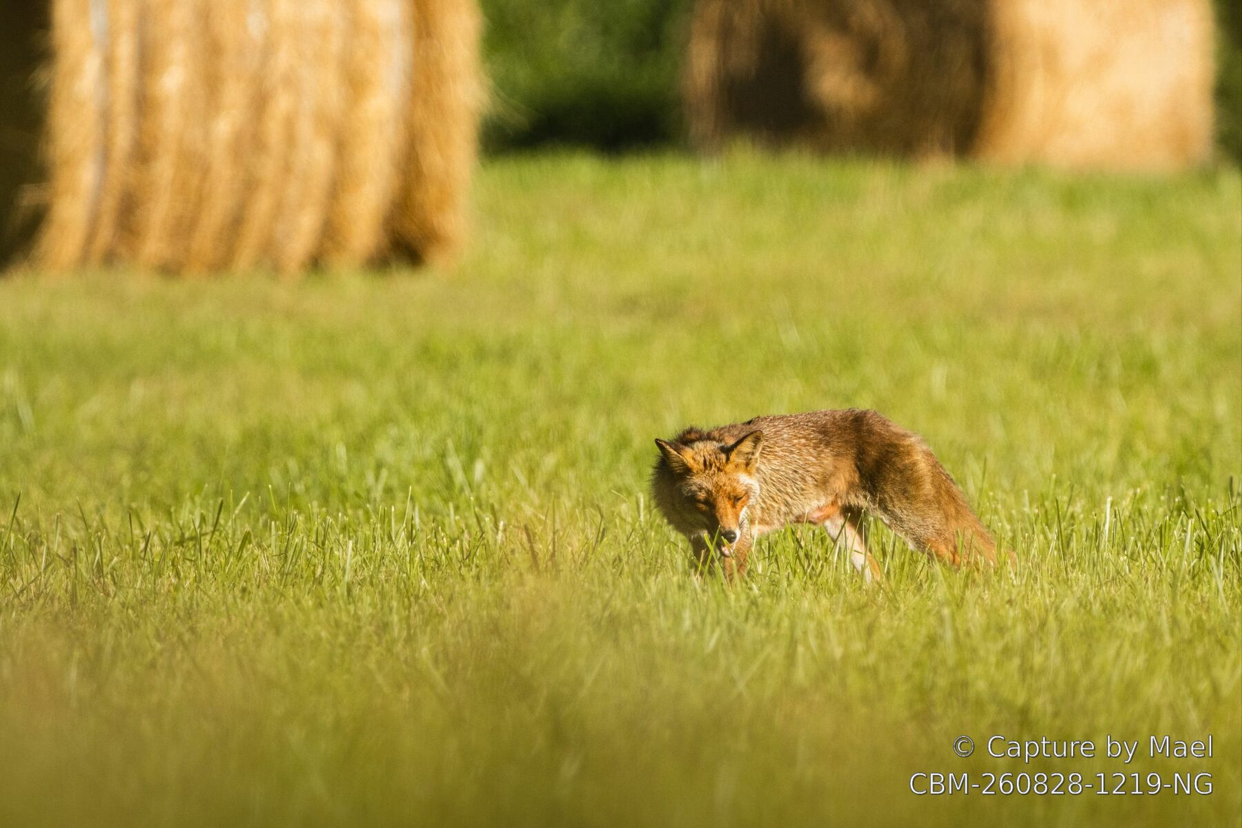 Photographie 79 de Mael