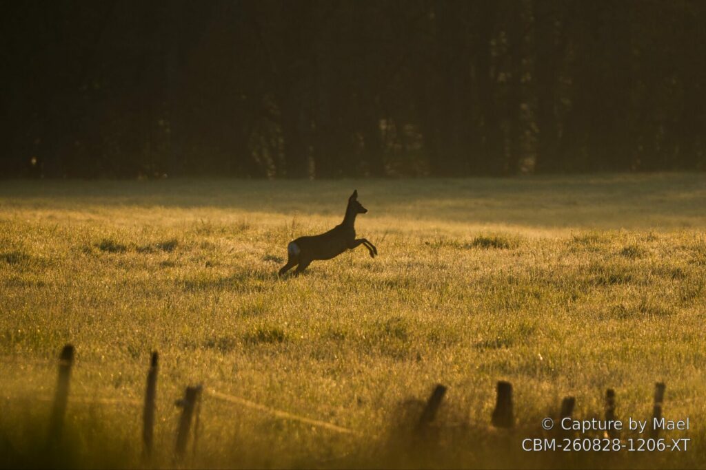 Photographie 72 de Mael
