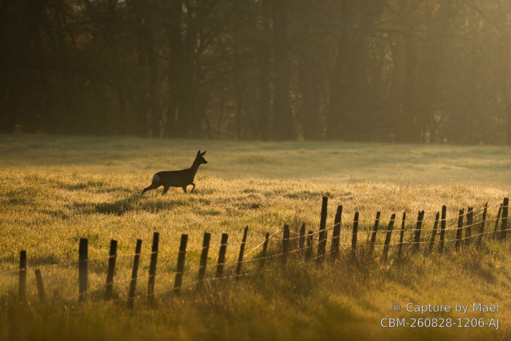 Photographie 76 de Mael