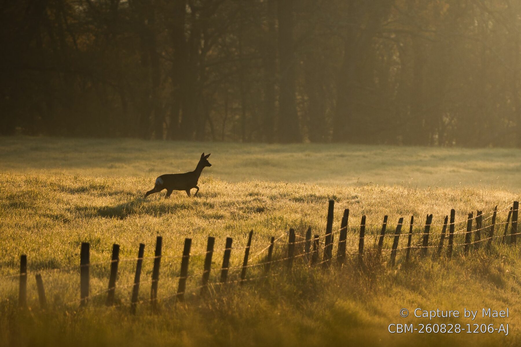 Photographie 76 de Mael