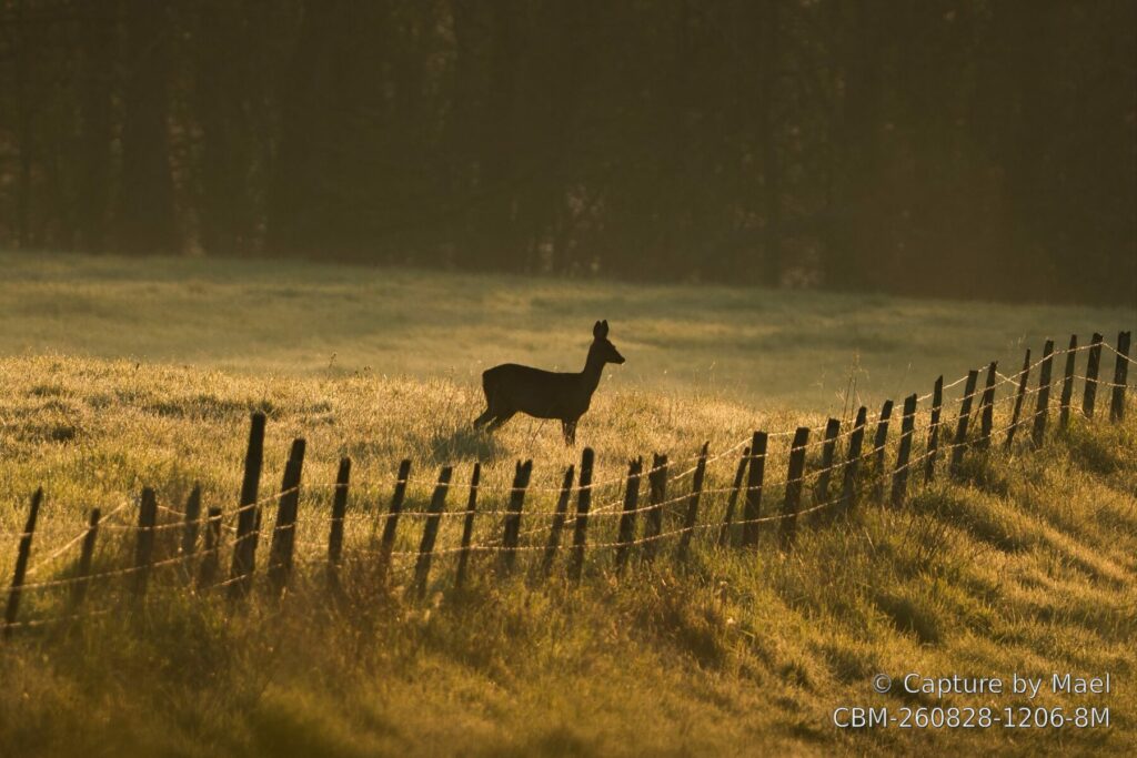 Photographie 73 de Mael