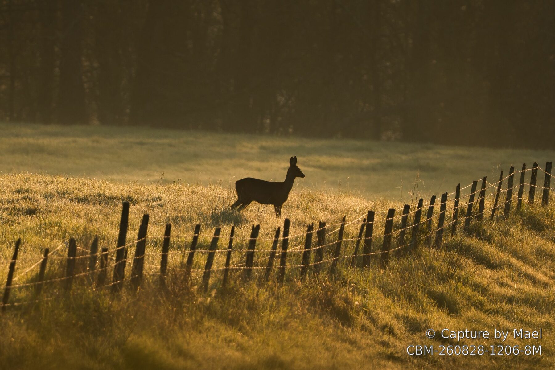 Photographie 73 de Mael