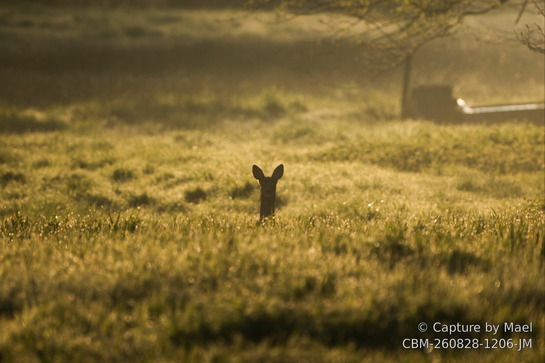 Photographie 70 de Mael